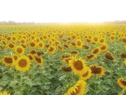 girasol2.jpg