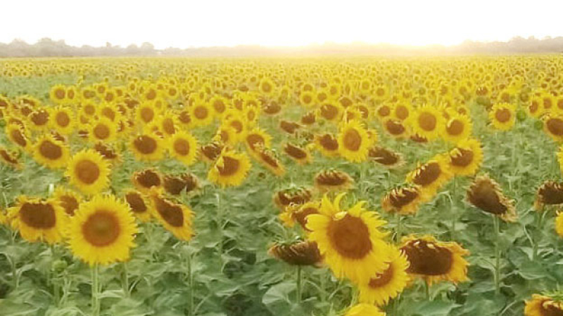 El Chaco fue otra vez primicia nacional de girasol