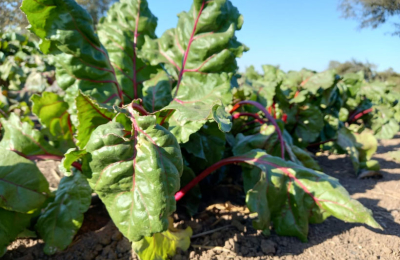 Sáenz Peña: un "gran mercado" que demanda producción fresca de hortalizas