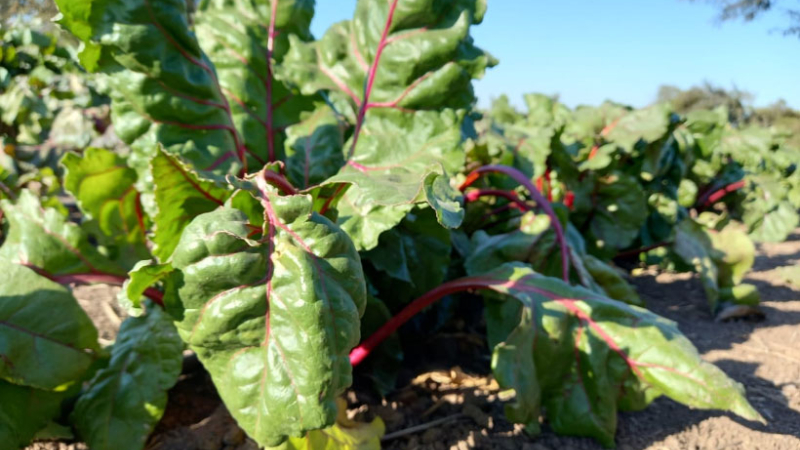 Sáenz Peña: un "gran mercado" que demanda producción fresca de hortalizas