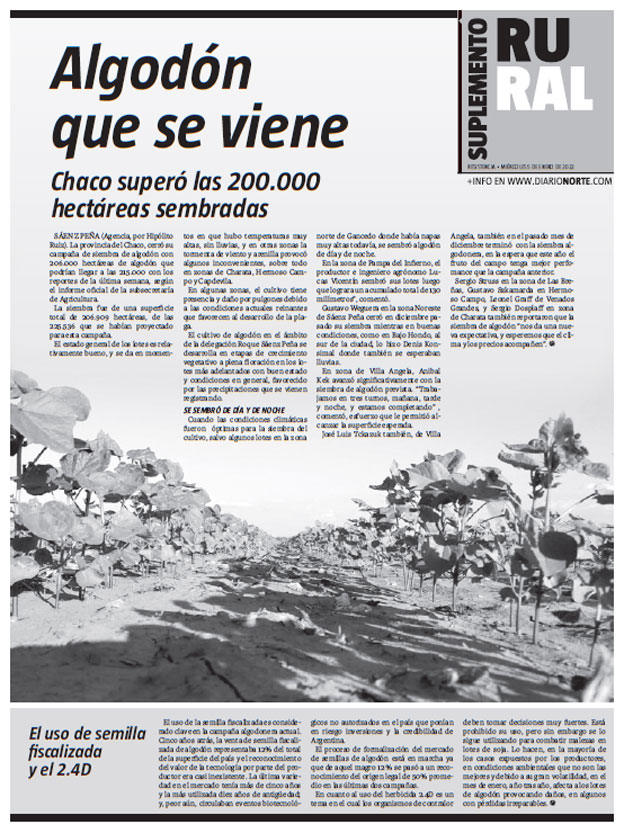 Algodón que se viene