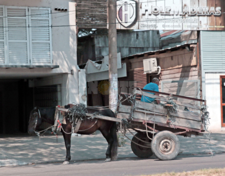 caballo3.jpg