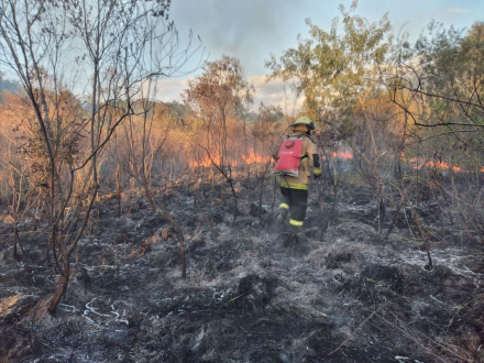 incendio pastizal.JPG