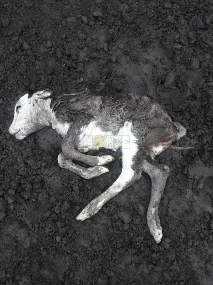 ternero muerto.jpg
