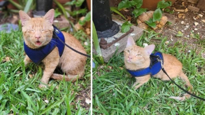 Juan Carlos, el gato viajó de Resistencia a Posadas en el motor de un auto