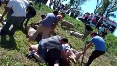 Córdoba: volcó un camión cargado con cerdos vivos y los vecinos los faenaron en plena ruta