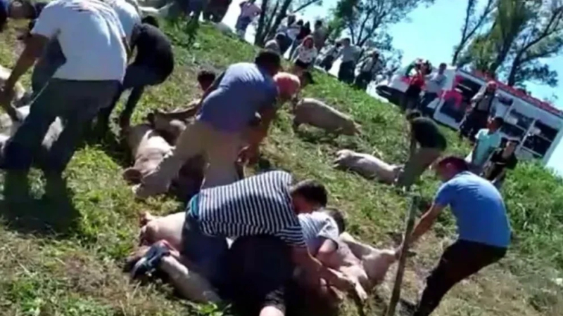 Córdoba: volcó un camión cargado con cerdos vivos y los vecinos los faenaron en plena ruta