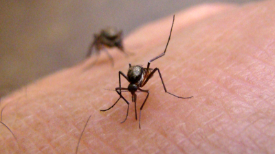 Los días de lluvia llegaron con una dosis extra de mosquitos en la región