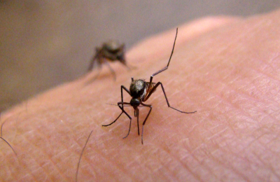 Los días de lluvia llegaron con una dosis extra de mosquitos en la región