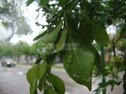 hoja abril.JPG