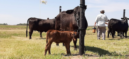 58ganadería agronea.jpg