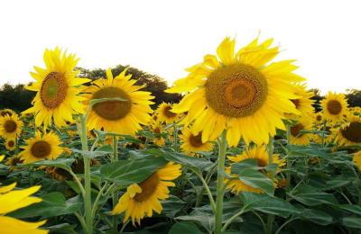Vamos por el girasol, pero, ¿habrá semilla?