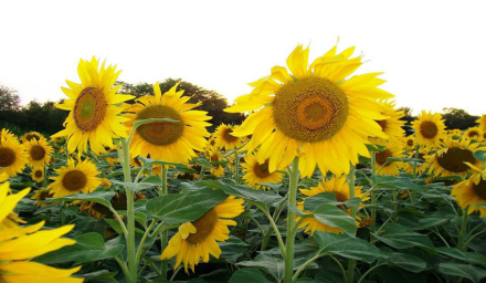 girasol.jpg