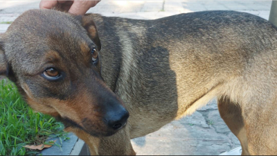 Perrita busca a sus dueños