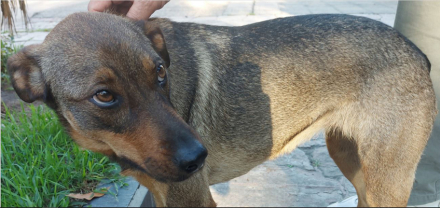 perrita busca.JPG