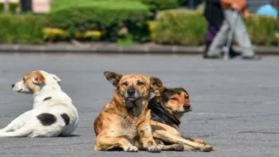 Se accidentó con su moto y tres perros lo salvaron de morir de hipotermia
