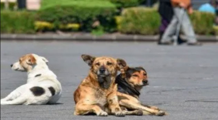 perros.jpg
