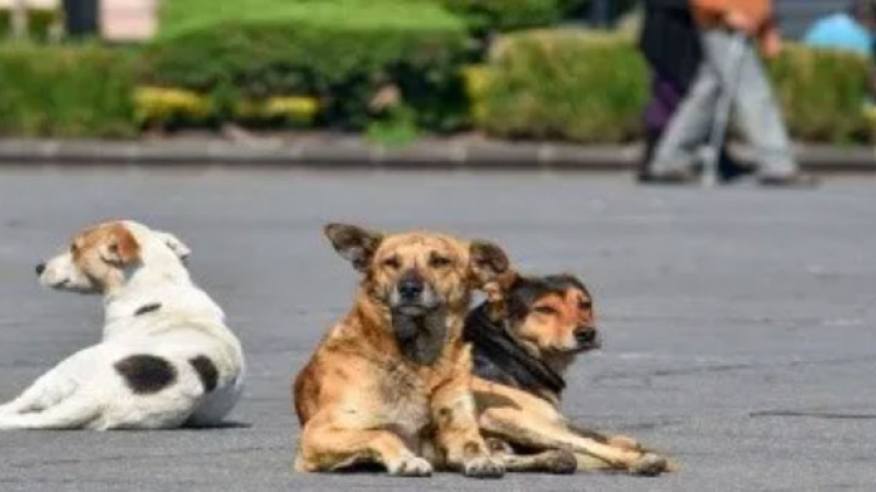 Se accidentó con su moto y tres perros lo salvaron de morir de hipotermia