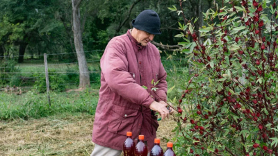 Elaboran jugos y mermeladas artesanales en base a rosella