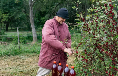 Elaboran jugos y mermeladas artesanales en base a rosella