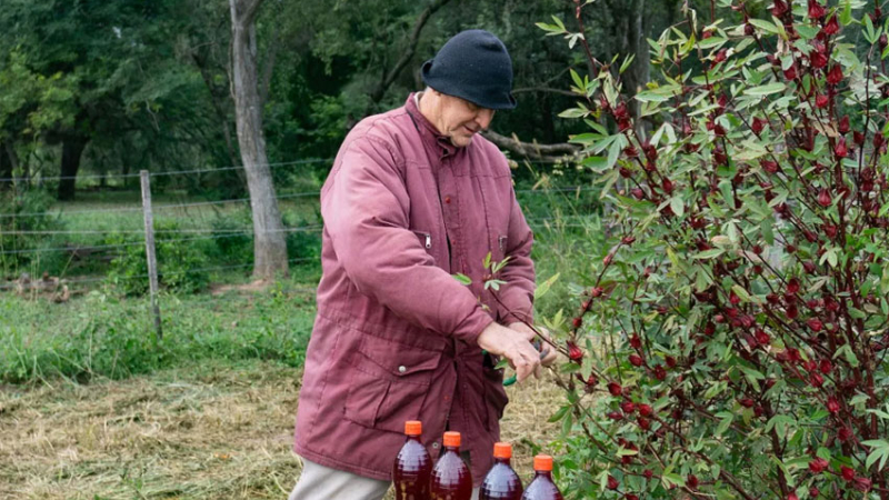 Elaboran jugos y mermeladas artesanales en base a rosella