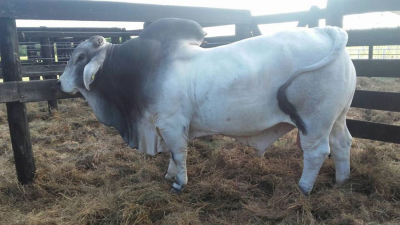 Las razas Brangus, Braford, Brahman y Angus: el centro de atención