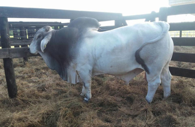 Las razas Brangus, Braford, Brahman y Angus: el centro de atención