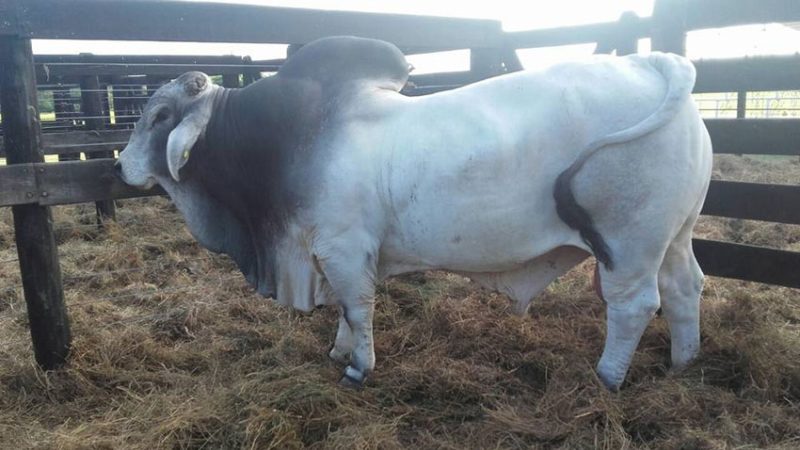 Las razas Brangus, Braford, Brahman y Angus: el centro de atención