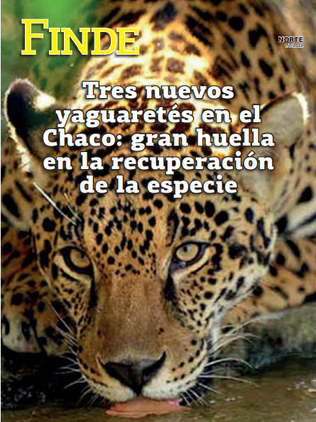 Tres nuevos yaguaretés en el Chaco: gran huella en la recuperación de la especie