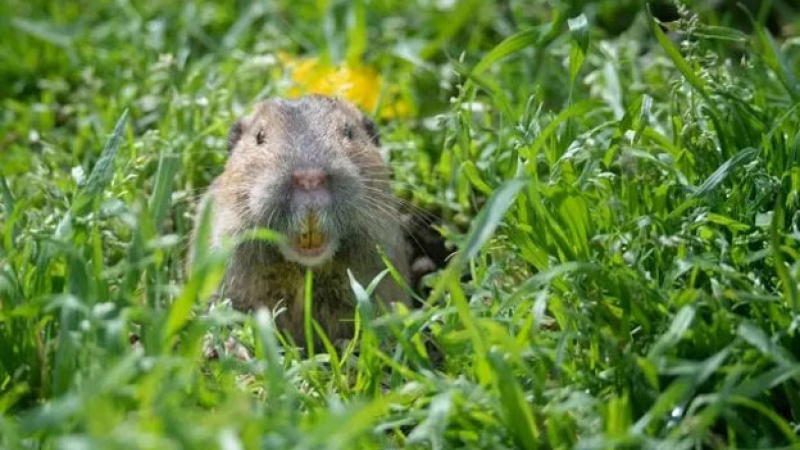 Descubren un roedor que cultiva sus propios alimentos y los fertilizan con sus propios desechos