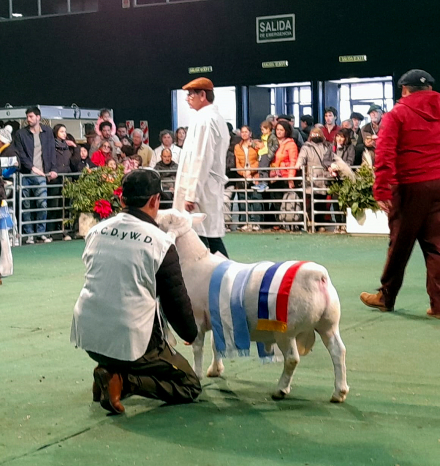 Campeón Macho-White Dorper.jpg