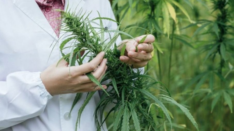 II Congreso Internacional de Cannabis & Cáñamo