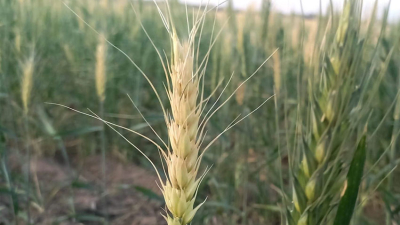 Sudoeste: la mirada puesta en el maíz, soja, sorgo y algodón