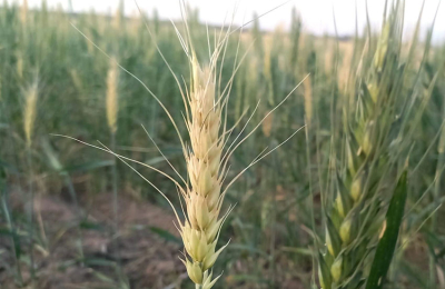 Sudoeste: la mirada puesta en el maíz, soja, sorgo y algodón
