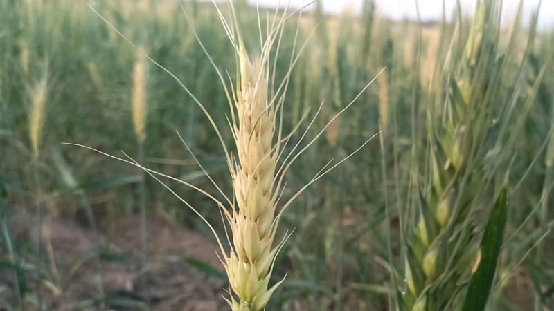 Sudoeste: la mirada puesta en el maíz, soja, sorgo y algodón