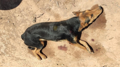 Detuvieron a un hombre por disparar a su perro con un rifle de aire comprimido