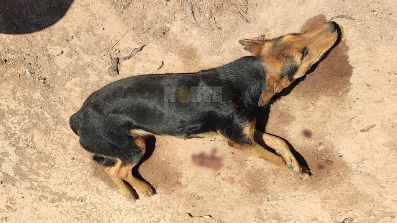Detuvieron a un hombre por disparar a su perro con un rifle de aire comprimido
