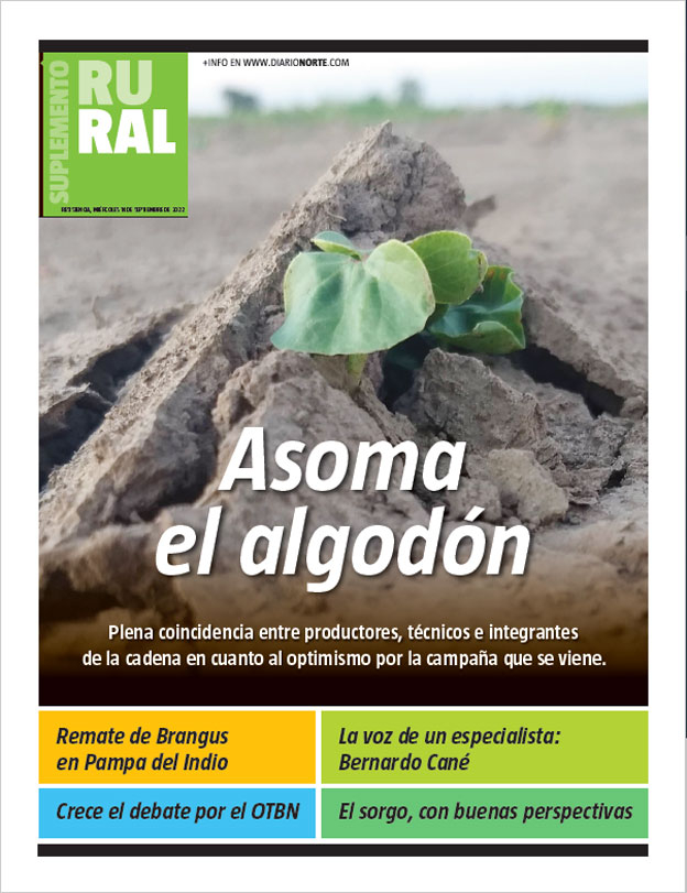 Asoma el algodón