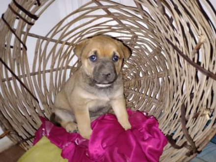 perrito 4.jfif