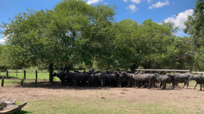 El búfalo también quiere hacer punta en el Chaco
