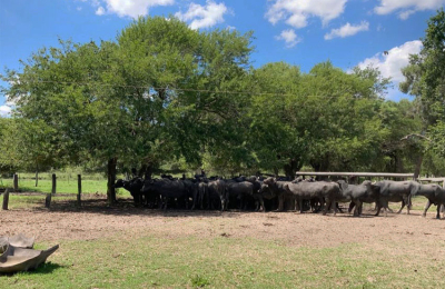 El búfalo también quiere hacer punta en el Chaco