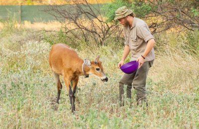 Exitosa reintroducción de tres especies en el Interfluvio Teuco-Bermejito