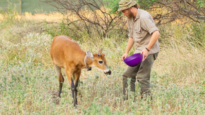 Exitosa reintroducción de tres especies en el Interfluvio Teuco-Bermejito
