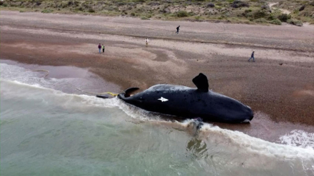 ballenas-muertas.jpg