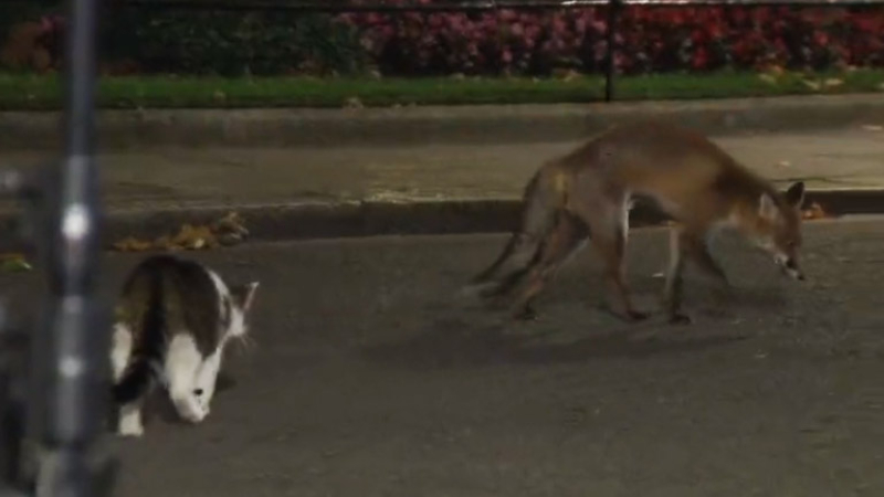 Larry, el gato de Downing Street, se enfrentó a un zorro en las calles de Londres