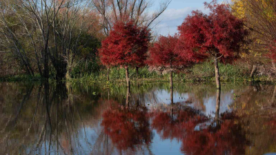Verdes, azules y los trinos de las aves cautivan al visitante en el Delta del Paraná