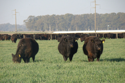 vacas2.jpg