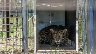 La yaguareté Mbarete regresa al Parque Iberá con sus cachorros, nacidos en el Chaco