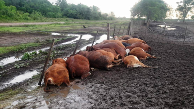 Formosa: un rayo mató a 65 animales vacunos