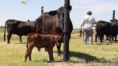 El kilo de carne podría llegar los dos mil pesos advierten productores ganaderos